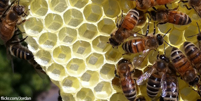 5 принципов жизнедеятельности пчелиного улья