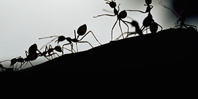 Почему организациям стоит брать пример с муравейника